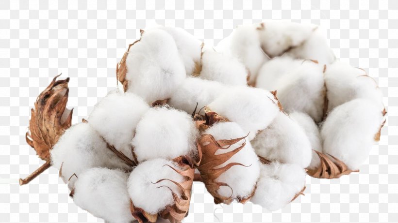 Cotton Fiber Candle Wick Agriculture Paper, PNG, 1280x720px, Cotton ...