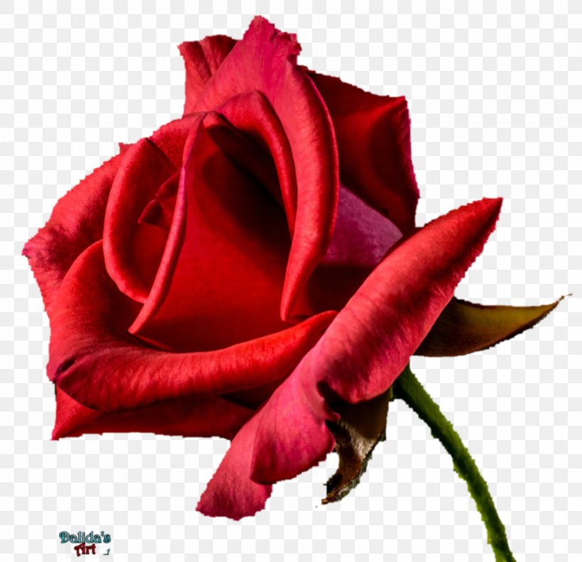 Garden Roses Flower Clip Art, PNG, 909x879px, Rose, China Rose, Cut Flowers, Floribunda, Flower Download Free
