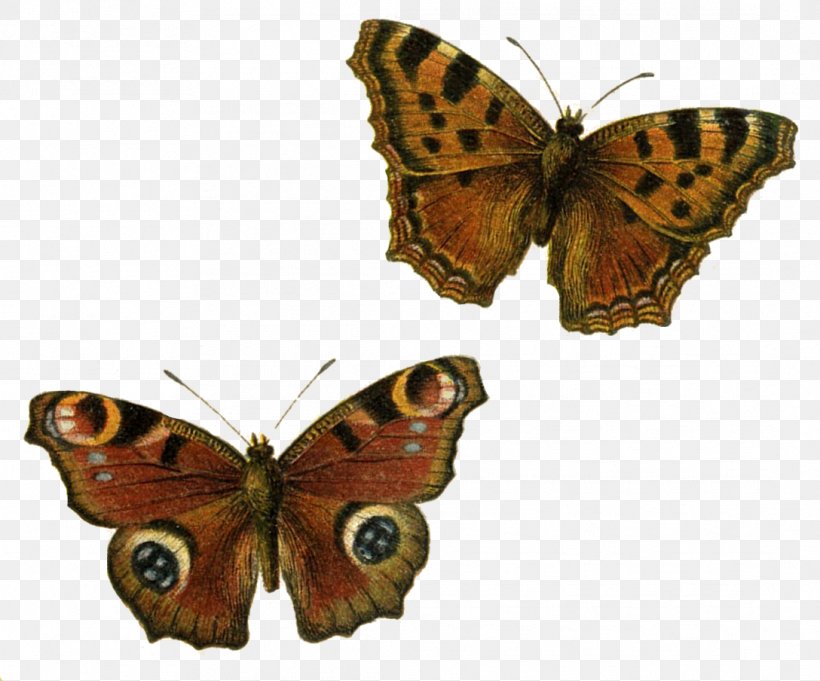 Happiness Is As A Butterfly Which, When Pursued, Is Always Beyond Our Grasp, But Which If You Will Sit Down Quietly, May Alight Upon You. Color Clip Art, PNG, 1088x904px, Butterfly, Aglais Io, Animal, Arthropod, Blue Download Free