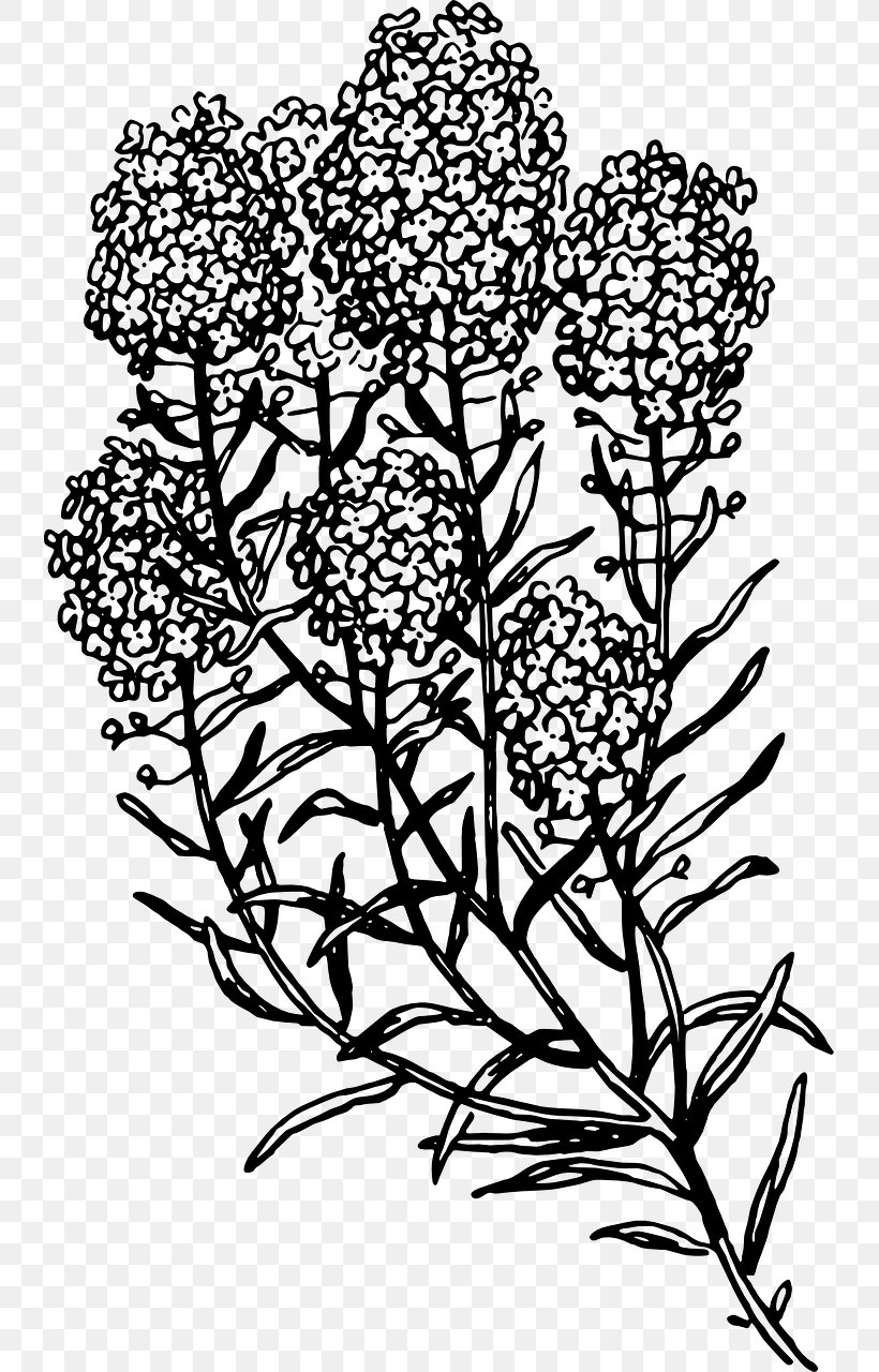 Herb Mint Clip Art, PNG, 737x1280px, Herb, Artwork, Basil, Black And White, Branch Download Free