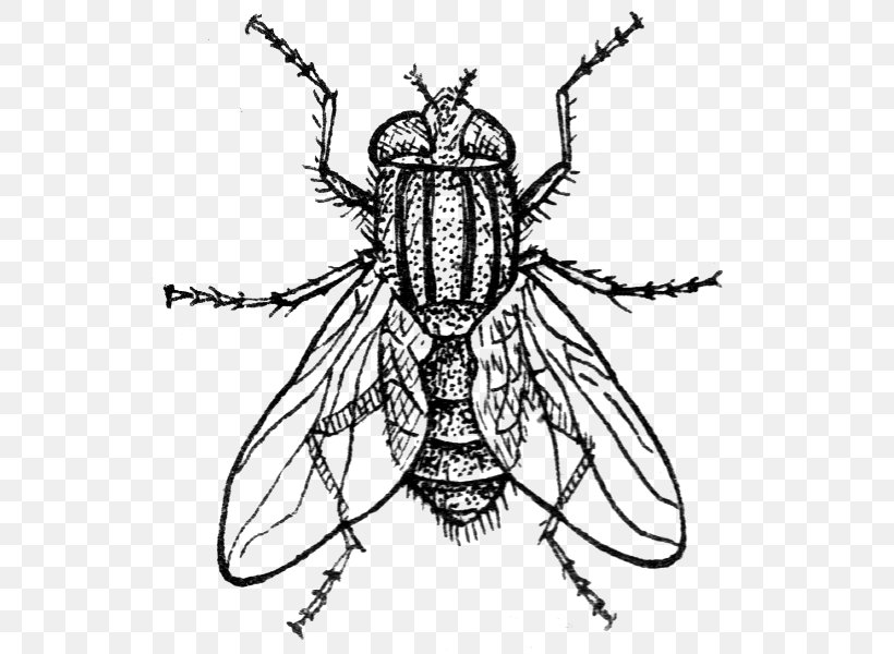 Insect Drawing Housefly, PNG, 540x600px, Insect, Art, Arthropod, Artwork, Black And White Download Free