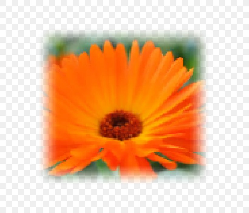 Transvaal Daisy Close-up Marigolds, PNG, 700x700px, Transvaal Daisy, Calendula, Close Up, Closeup, Daisy Family Download Free