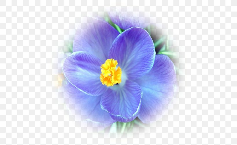 Crocus Herbaceous Plant, PNG, 503x503px, Crocus, Blue, Flower, Flowering Plant, Herbaceous Plant Download Free