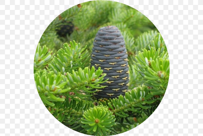 Korean Fir Abies Sibirica Tree Conifers Plants, PNG, 550x550px, Abies Sibirica, Arborvitae, Biome, Christmas Ornament, Conifer Download Free