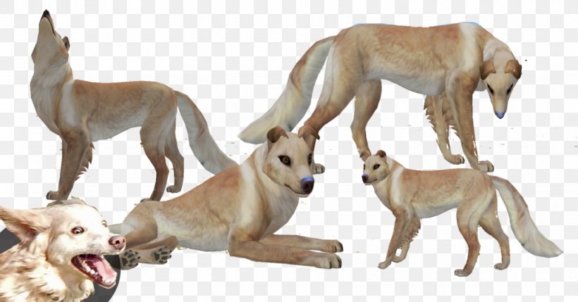 Lurcher Whippet Spanish Greyhound Sloughi, PNG, 1024x536px, Lurcher, Basset Hound, Border Collie, Borzoi, Carnivoran Download Free