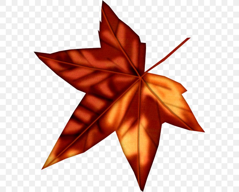 Maple Leaf Photography Paper, PNG, 590x659px, Maple Leaf, Bokeh, Fineart Photography, Leaf, Paper Download Free