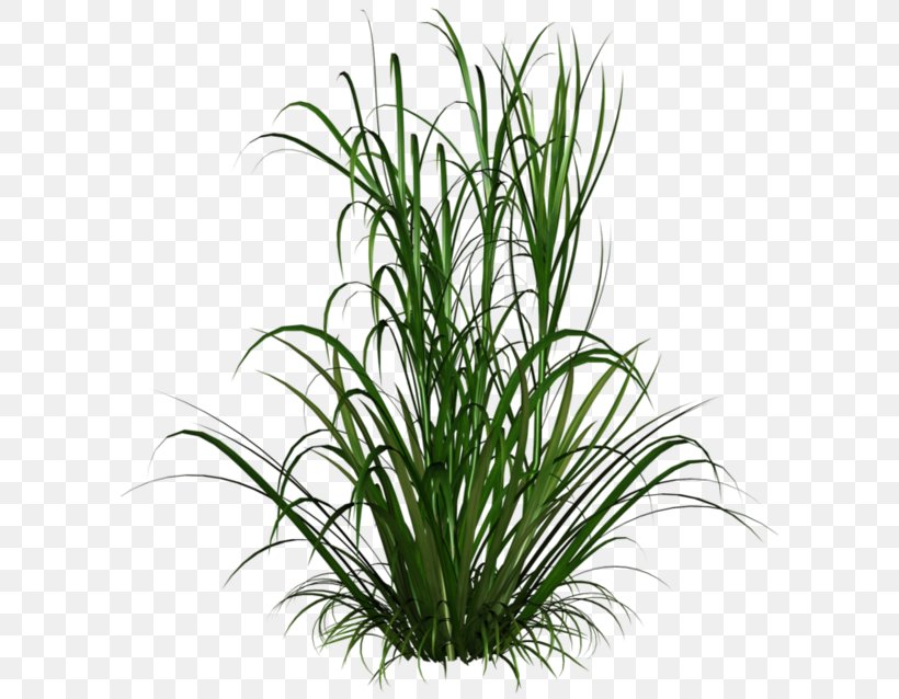 Ornamental Grass Clip Art, PNG, 600x638px, Ornamental Grass, Aquarium Decor, Chrysopogon Zizanioides, Commodity, Evergreen Download Free