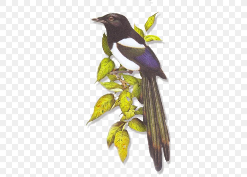 Bird Eurasian Magpie Image Vector Graphics, PNG, 600x590px, Bird, Animal, Beak, Black Billed Magpie, Crows Download Free