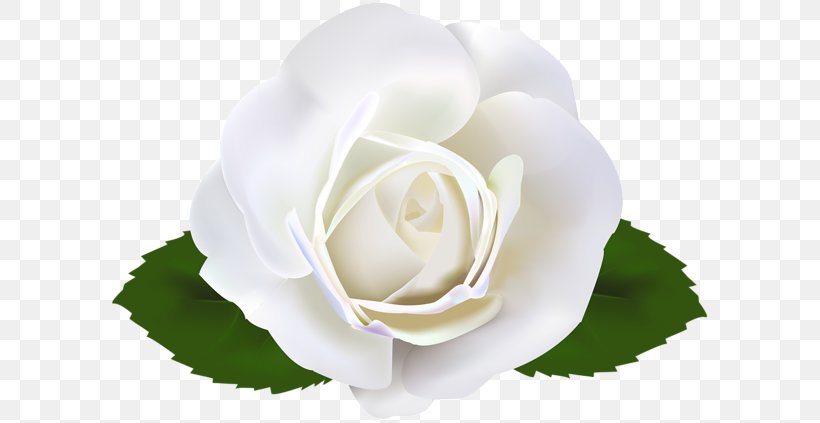 Garden Roses Clip Art, PNG, 600x423px, Garden Roses, Cabbage Rose, Cartoon,  Cut Flowers, Floribunda Download Free