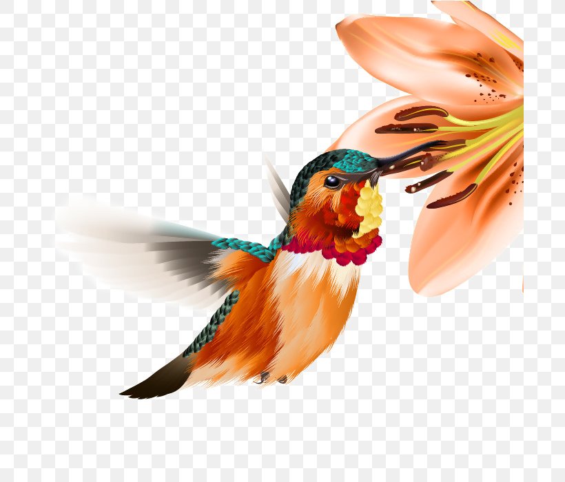 Hummingbird Clip Art, PNG, 700x700px, Hummingbird, Beak, Bird, Computer, Fauna Download Free