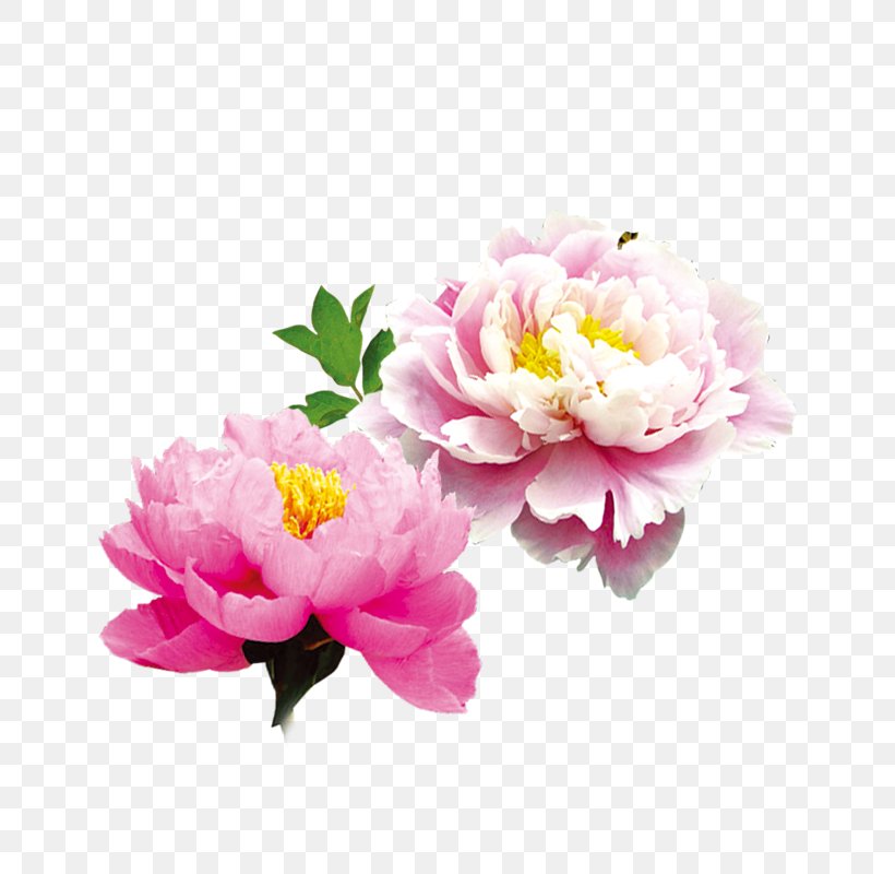 Harbin Design Image Illustration, PNG, 800x800px, Harbin, Architecture, Artificial Flower, Blossom, Color Download Free