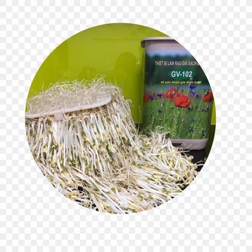 Bean Sprout Ngọc Chung Sprouting Commodity, PNG, 959x959px, Bean Sprout, Alt Attribute, Commodity, Doctorate, Fee Download Free