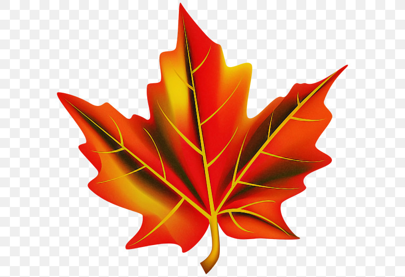 Maple Leaf, PNG, 600x562px, Leaf, Black Maple, Deciduous, Flower, Maple Download Free