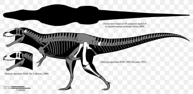 Carcharodontosaurus Mapusaurus Spinosaurus Giganotosaurus Acrocanthosaurus, PNG, 4000x1950px, Carcharodontosaurus, Acrocanthosaurus, Argentinosaurus, Black And White, Carcharodontosauridae Download Free
