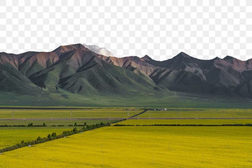 Mount Scenery Grassland Grasses Mustard Plant Steppe, PNG, 1200x800px, Mount Scenery, Biology, Canola Oil, Crop, Ecoregion Download Free