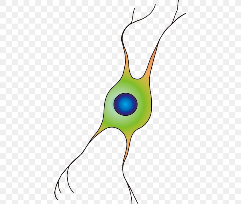 Oligodendrocyte Clip Art Database Center For Life Science Cell, PNG, 450x693px, Oligodendrocyte, Artwork, Astrocyte, Beak, Branch Download Free