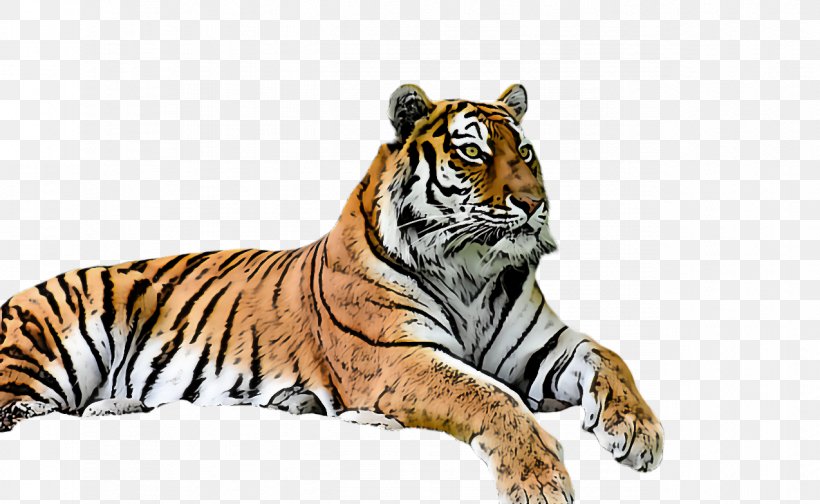 Tiger Wildlife Bengal Tiger Siberian Tiger Whiskers, PNG, 1274x784px, Tiger, Bengal Tiger, Siberian Tiger, Whiskers, Wildlife Download Free