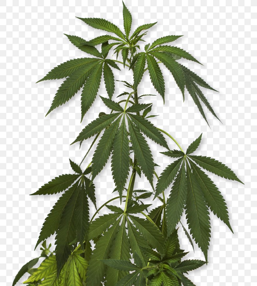Cannabis Sativa Marijuana Cannabidiol Medical Cannabis, PNG, 743x912px, Cannabis Sativa, Cannabidiol, Cannabinoid, Cannabinol, Cannabis Download Free