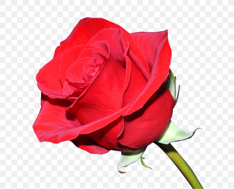 T-shirt Damask Rose Flower Floral Design Garden Roses, PNG, 2080x1682px, Tshirt, China Rose, Close Up, Cut Flowers, Damask Rose Download Free