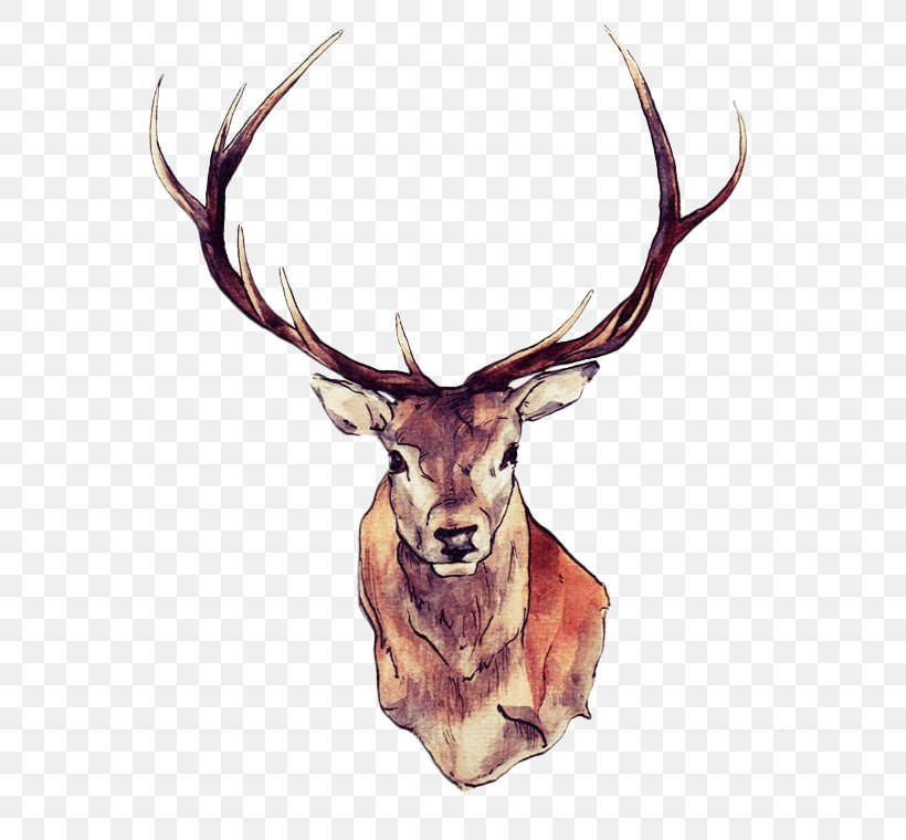 Red Deer Moose White-tailed Deer Elk, PNG, 599x760px, Deer, Abziehtattoo, Antler, Body Art, Deer Hunting Download Free
