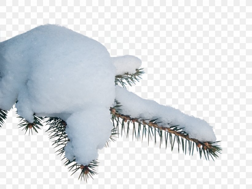 Snow Clip Art, PNG, 5120x3840px, Snow, Branch, Digital Image, Fur, Photography Download Free