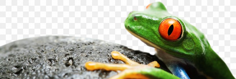 Tree Frog Bus Clothing Reptile, PNG, 980x329px, Tree Frog, Amphibian, Bus, Centimeter, Closeup Download Free