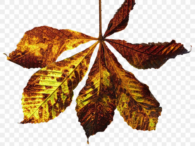 Autumn Photography Leaf, PNG, 1280x962px, Autumn, Altweibersommer, Autumn Leaf Color, Color, Drawing Download Free