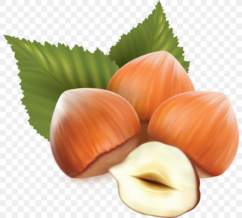 Hazelnut Royalty-free, PNG, 800x740px, Hazelnut, Art, Drawing, Food, Fruit Download Free