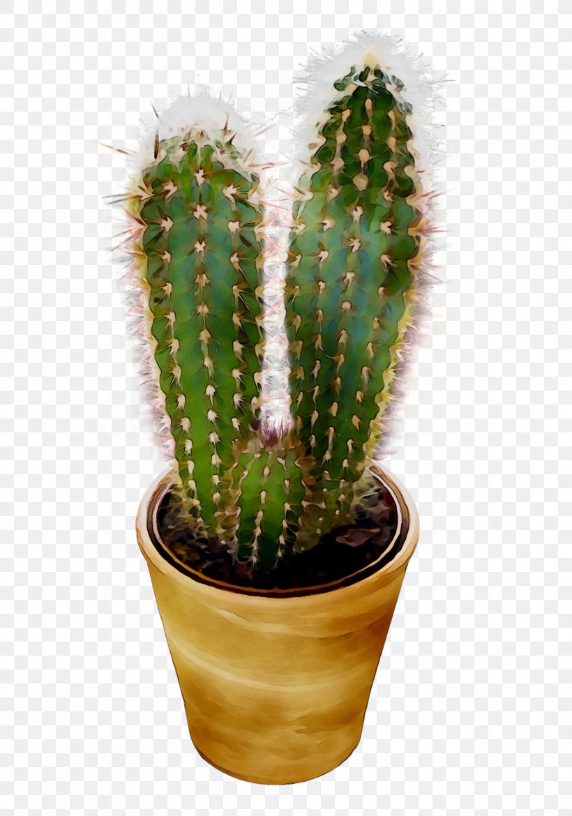 San Pedro Cactus Triangle Cactus Prickly Pear Echinocereus, PNG, 1309x1868px, San Pedro Cactus, Acanthocereus, Acanthocereus Tetragonus, Cactus, Caryophyllales Download Free