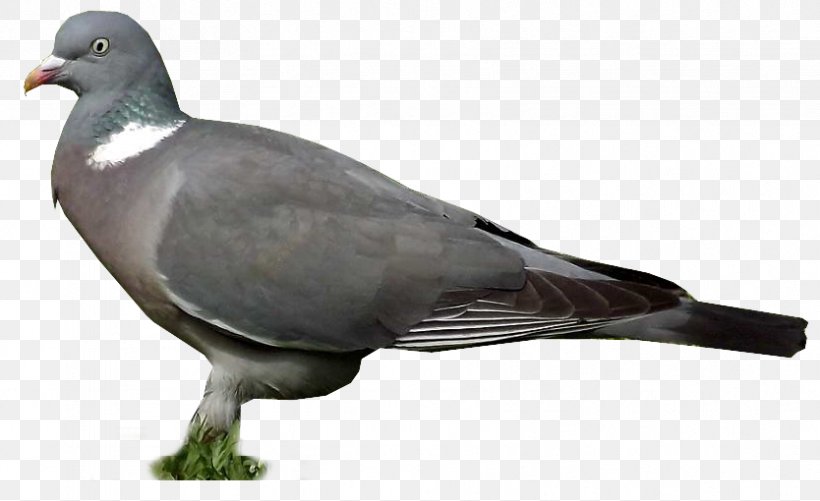 Stock Dove Columbidae Wing Feather Beak, PNG, 834x510px, Stock Dove, Animal, Beak, Bird, Columbidae Download Free