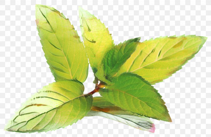 Tea Tree, PNG, 2180x1413px, Peppermint, Aromatherapy, Beech, Extract, Flavor Download Free
