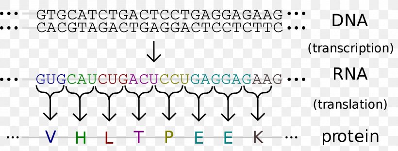 DNA RNA Genetics Nucleic Acid Sequence Sequencing, PNG, 2000x759px, Dna, Amino Acid, Area, Blue, Brand Download Free