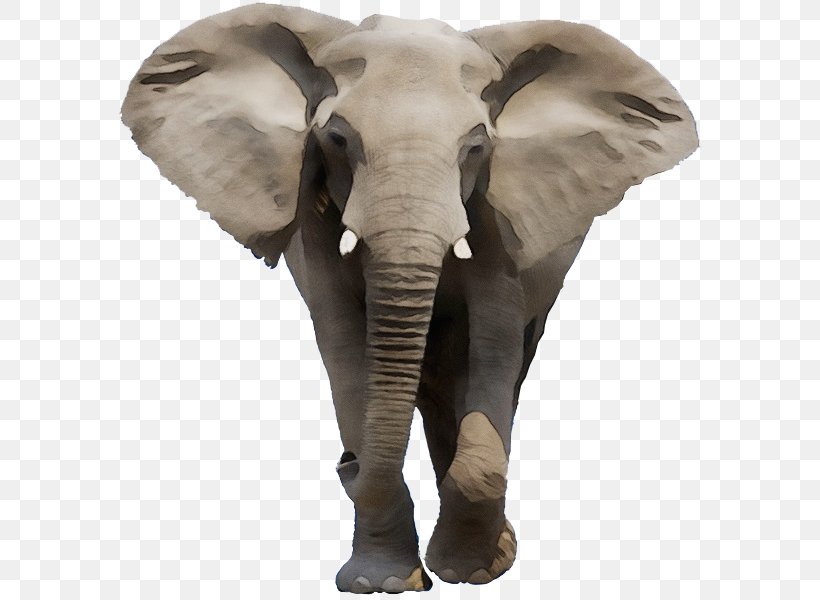 Indian Elephant African Bush Elephant Stock Photography Royalty-free, PNG, 600x600px, Indian Elephant, African Bush Elephant, African Elephant, Animal, Animal Figure Download Free