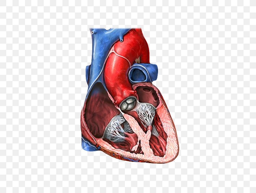 Mitral Valve Tricuspid Valve Heart Valve Mitral Insufficiency, PNG, 517x619px, Watercolor, Cartoon, Flower, Frame, Heart Download Free