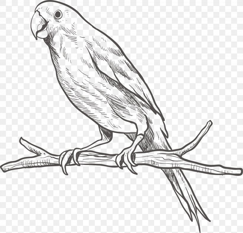 Parrot Bird Parakeet Sketch, PNG, 3194x3056px, Parrot, Art, Artwork, Beak, Bird Download Free