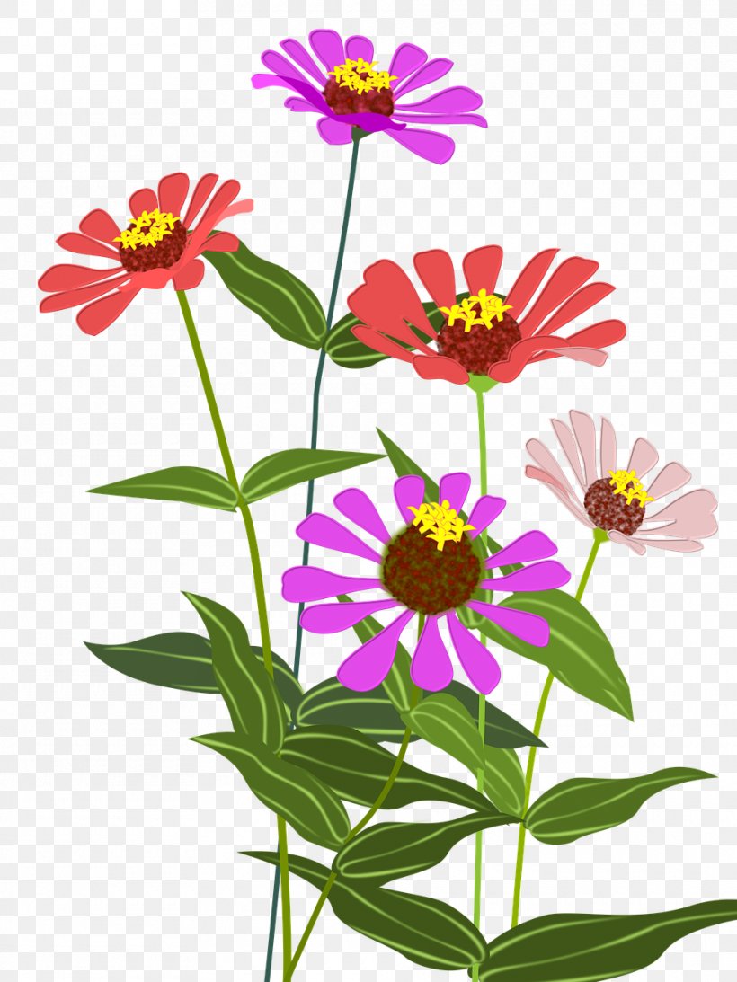 Zinnia Garden Cosmos, PNG, 960x1280px, Zinnia, Annual Plant, Chrysanths, Color, Cosmos Download Free
