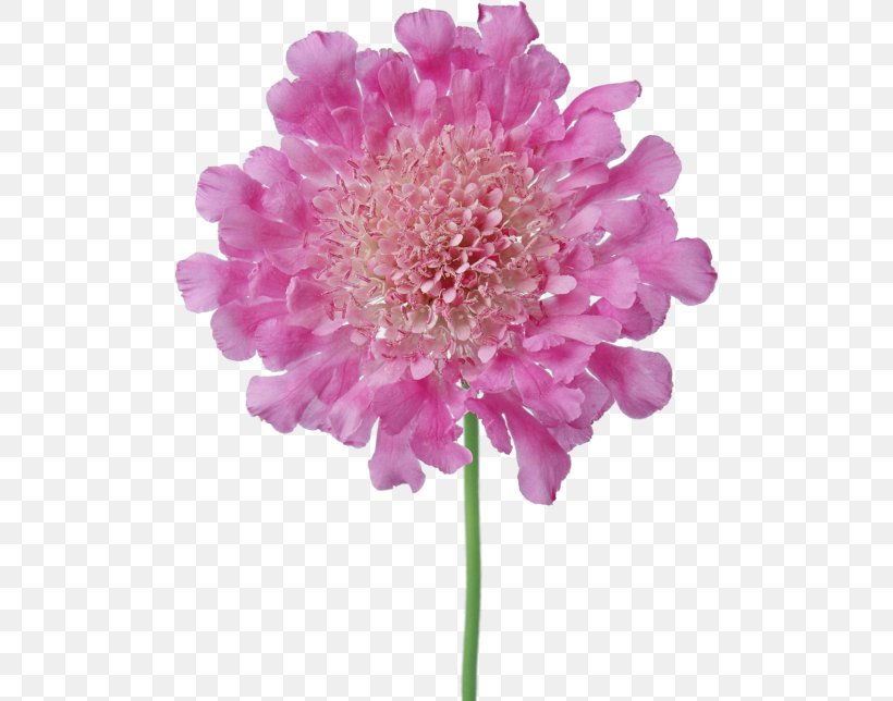 Chrysanthemum Cut Flowers Petal Floristry, PNG, 500x644px, Chrysanthemum, Annual Plant, Aster, Branch, Chrysanths Download Free