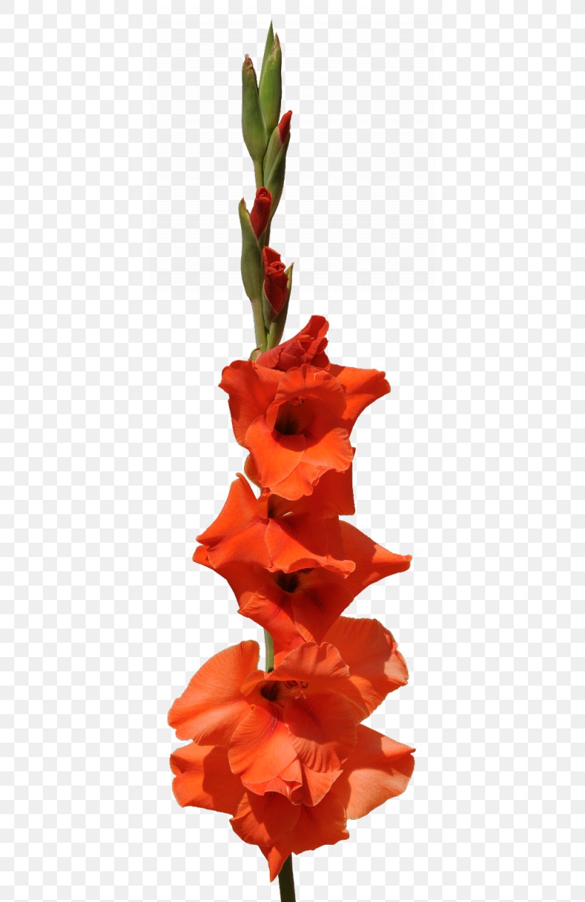 Gladiolus Flower Bouquet Clip Art, PNG, 400x1263px, Gladiolus, Cut Flowers, Depositfiles, Flora, Flower Download Free