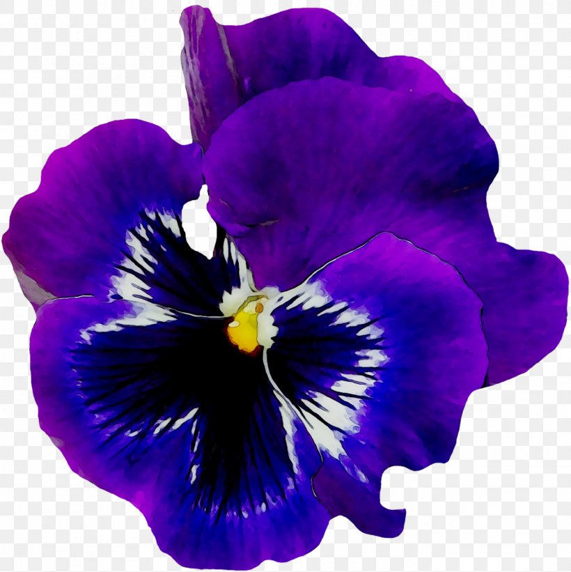 Pansy Flower African Violets Common Blue Violet, PNG, 1404x1407px, Pansy, African Violets, Blue, Cattleya, Common Blue Violet Download Free