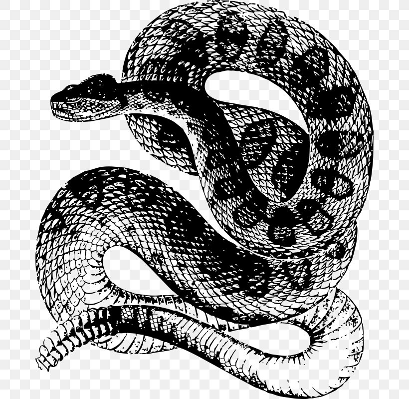 Rattlesnake Reptile Vintage Clothing T-shirt, PNG, 678x799px, Snake, Automotive Design, Black And White, Boa Constrictor, Boas Download Free