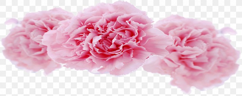 Centifolia Roses Garden Roses Carnation Floral Design Cut Flowers, PNG, 968x385px, Centifolia Roses, Artificial Flower, Carnation, Cut Flowers, Display Resolution Download Free
