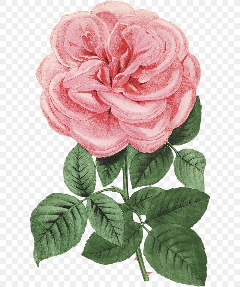 Garden Roses Cabbage Rose China Rose Floribunda Cut Flowers, PNG ...