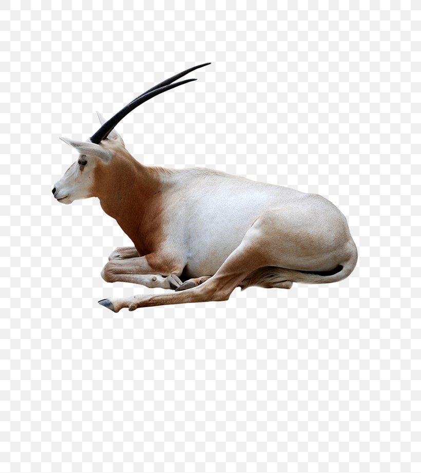 Gemsbok Antelope Scimitar Oryx Giraffe Springbok, PNG, 726x921px, Gemsbok, Antelope, Bongo, Cow Goat Family, Fauna Download Free