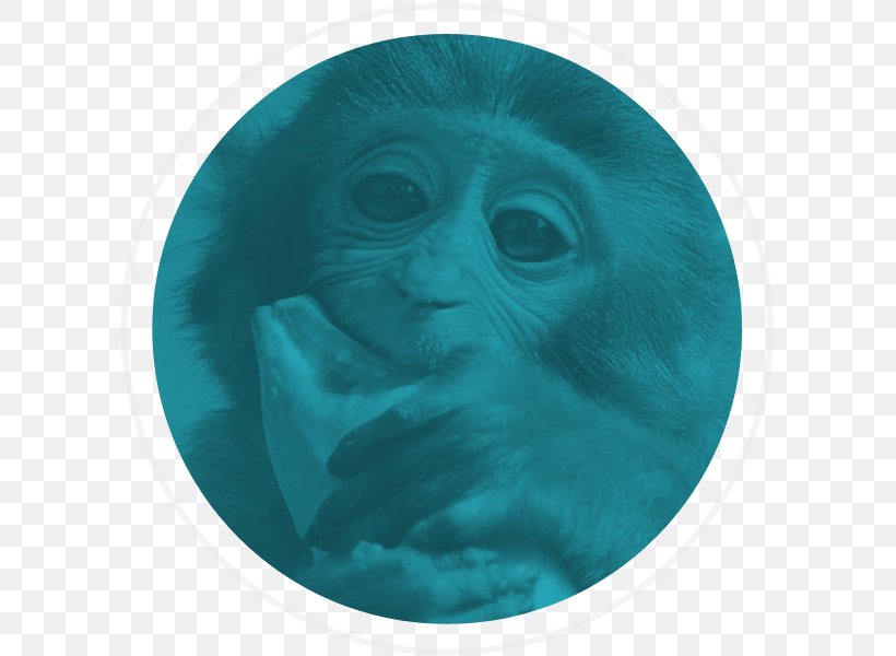 Gorilla Monkey Turquoise Snout Ape, PNG, 600x600px, Gorilla, Ape, Aqua, Great Ape, Great Apes Download Free