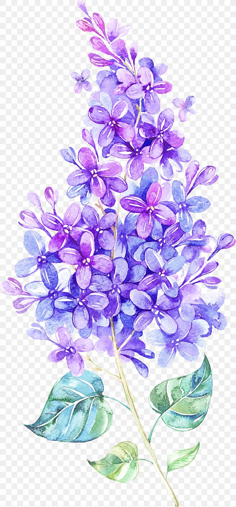Lavender, PNG, 1576x3388px, Lilac, Flower, Flowering Plant, Lavender, Petal Download Free