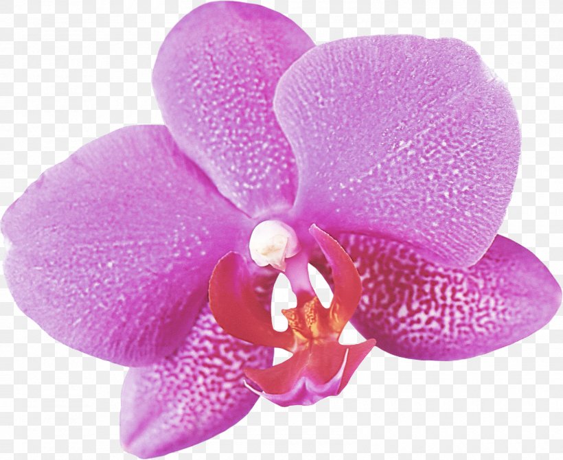 Petal Violet Flower Moth Orchid Purple, PNG, 1600x1308px, Petal, Flower, Magenta, Moth Orchid, Pink Download Free