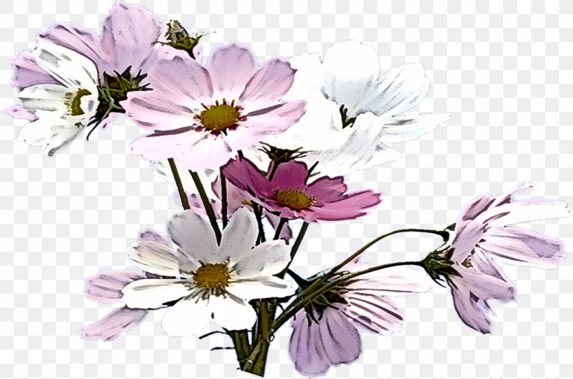 Rose, PNG, 1151x762px, Garden Cosmos, Annual Plant, Aster, Chrysanthemum, Cosmos Download Free