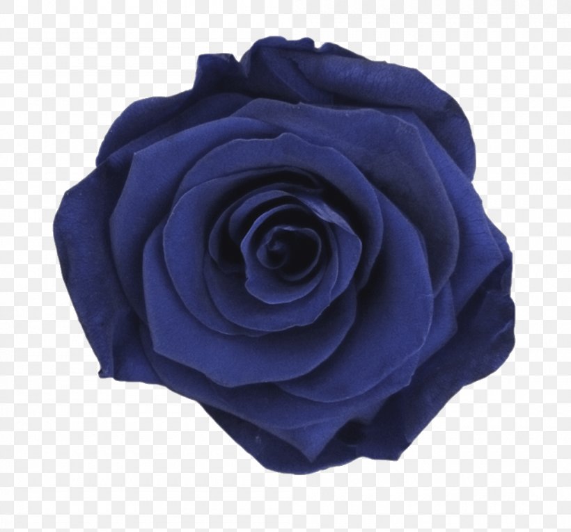 Garden Roses Blue Rose Color, PNG, 1000x934px, Garden Roses, Baby Blue, Blue, Blue Rose, Cobalt Blue Download Free
