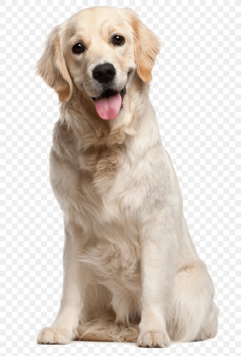 Golden Retriever Labrador Retriever Puppy Dog Breed, PNG, 1084x1600px, Golden Retriever, Breed, Carnivoran, Coat, Companion Dog Download Free