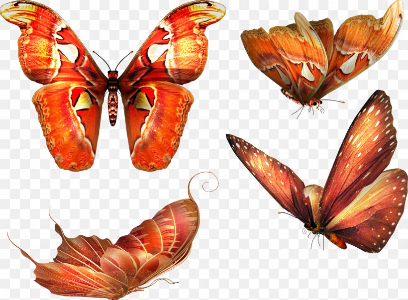 Papillon Dog Butterfly, PNG, 1600x1177px, Papillon Dog, Arthropod, Brush Footed Butterfly, Butterflies And Moths, Butterfly Download Free